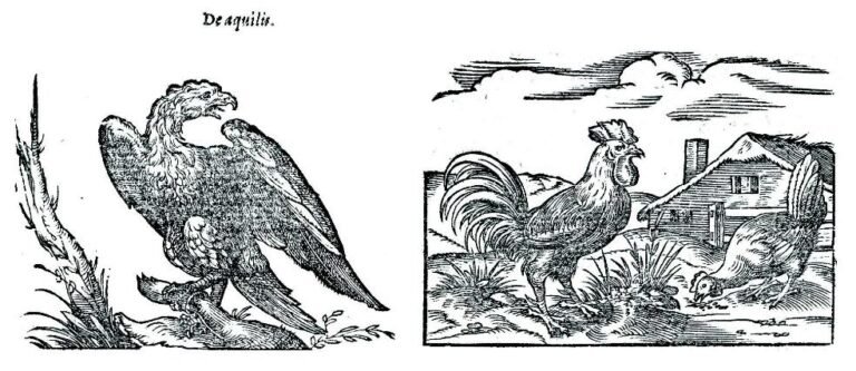 Plinio, Naturalis historia, 1582. Amman & Bocksperger, Aquila e gallina