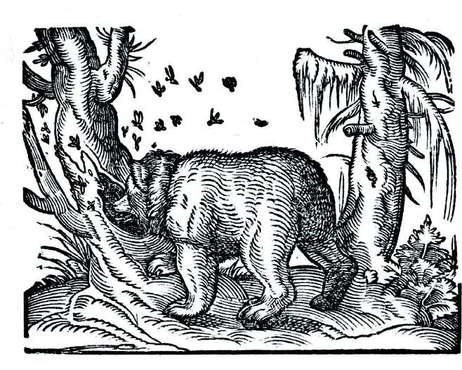 Plinio, Naturalis historia, 1582. Amman & Bocksperger, L'Orso e le Api