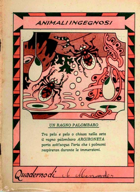 Antonio Rubino, Argigoneta ragno palombaro, quaderno scolatico, seconda metà anni Trenta (cortesia Dario Fangaresi)